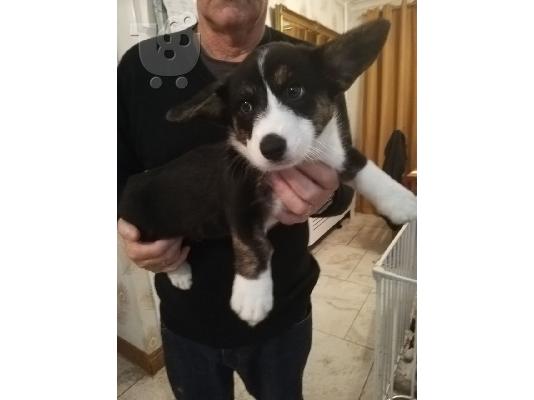 Welsh Corgi Cardigan κουτάβια